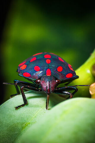 Bug Wallpaper - Download to your mobile from PHONEKY