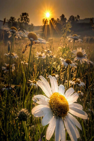 Sunlit Daisies: Nature's Morning Glow 🌼☀️
