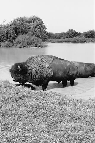 Majestic Buffalo by the Water 🌊🐃