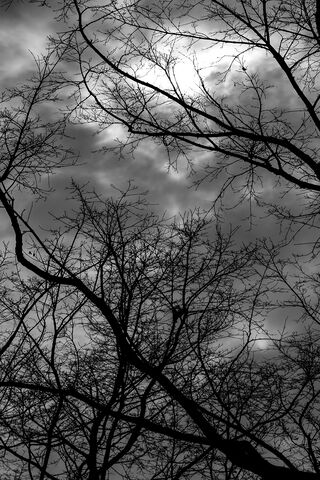 Whispers of Winter: A Branches Tale