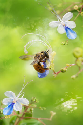 Bee