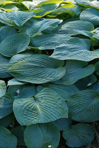 Nature's Giant Greens: The Beauty of Big Leafs 🌿