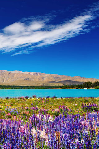 Serenity in Bloom 🌸🌊