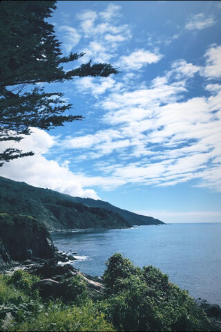 Serenity by the Sea: Big Sur Bliss 🌊🌲