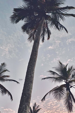 Tropical Serenity: A Coconut Tree's Embrace 🌴✨