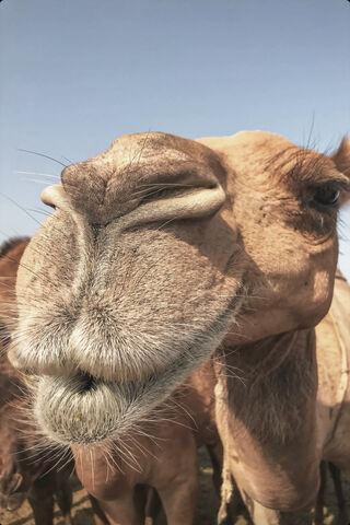 The Charming Camel: Nature's Desert Navigator 🐪✨