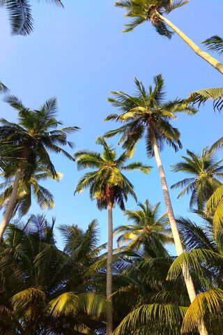 Tropical Paradise: The Majestic Coconut Tree 🌴✨