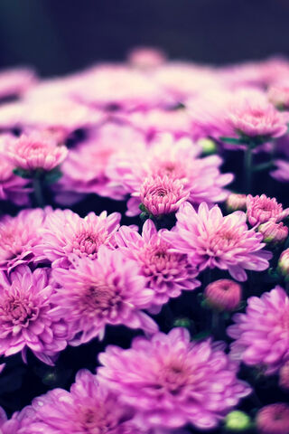 Chrysanthemum