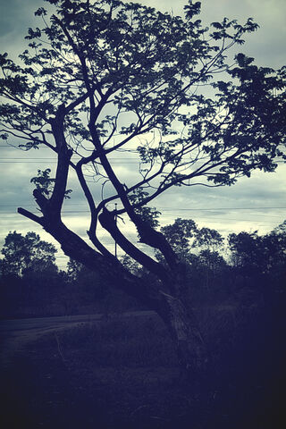 Whispers of a Changing Climate 🌳🌍