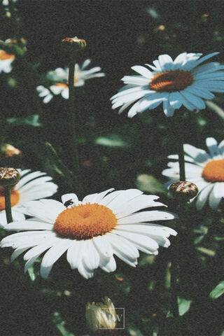 Cicek: The Beauty of Daisies 🌼✨