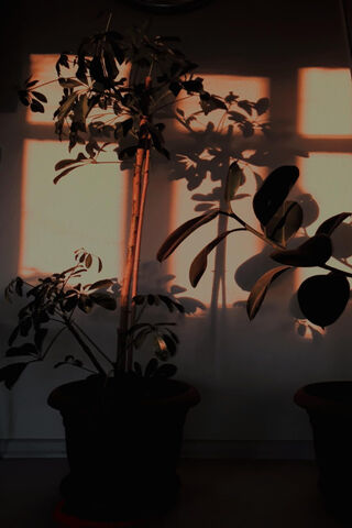 Cicek: Nature's Shadow Play 🌿✨