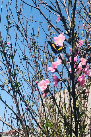 Cerezo