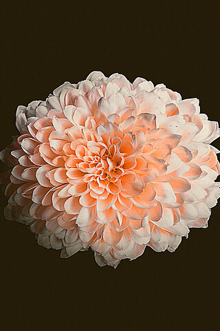 Chrysanthemum Flower