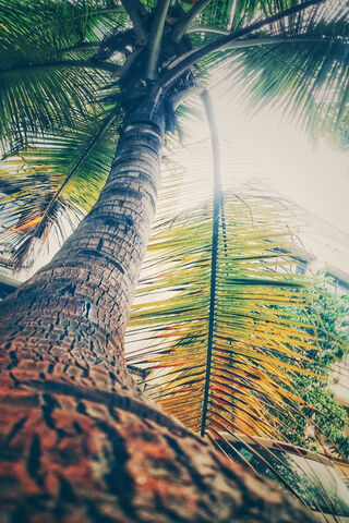 Tropical Serenity: The Majestic Coconut Tree 🌴✨