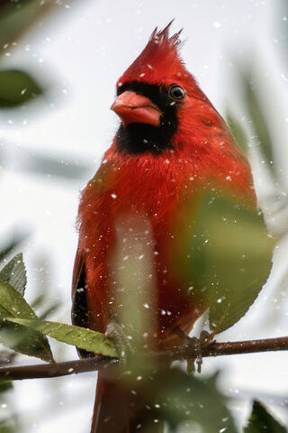 Cardinal And Snow