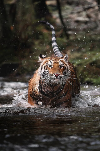 Majestic Journey: The Tiger's Crossing 🐅🌊