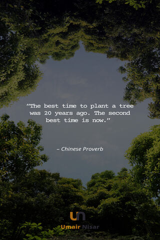 Wisdom from the Trees: A Chinese Proverb 🌳✨