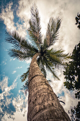 Coconut Tree