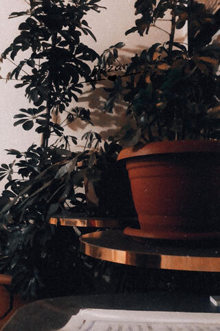 Cicek: A Touch of Green Serenity 🌿