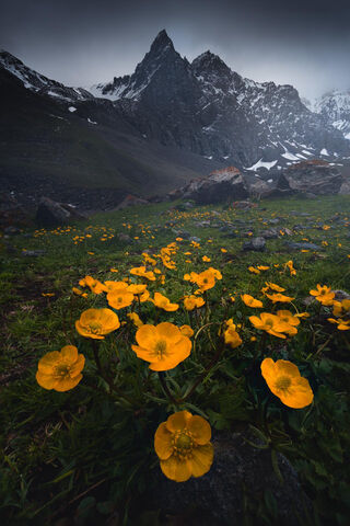 Golden Blooms at Mountain's Edge 🌼🏔️