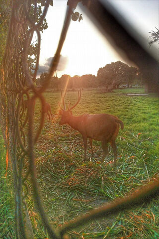 Golden Hour Grace: A Deer at Dusk