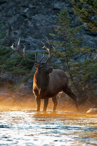 Majestic Elk in the Mor..