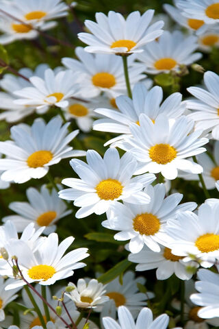 Daisies