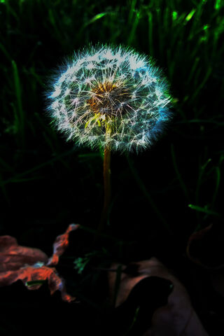 Whispers of the Wind: The Dandelion's Dance 🌼💨
