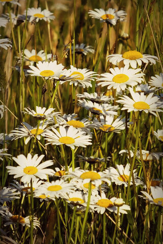 Daisy Delight: A Field of Sunshine 🌼✨