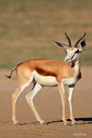 Graceful Gazelle: Nature's Dancer 🦌✨