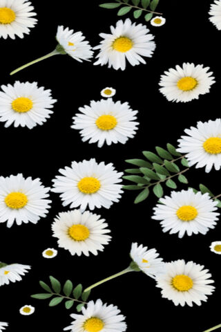 Daisies