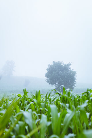 Whispers of a Cloudy Day 🌫️🌱
