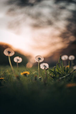 Dandelions