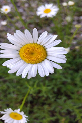 Daisy Delight: Nature's Cheerful Bloom 🌼