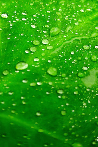 Nature's Tiny Jewels ✨💧