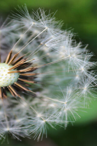 Whispers of the Wind: The Dandelion's Journey 🌼💨