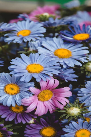 Blooming Beauty: A Symp..