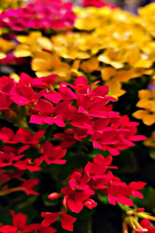 Blossoms of Joy: A Vibrant Flower Garden 🌸🌼