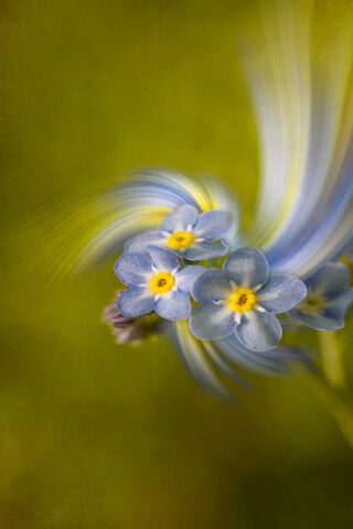 Whispers of Remembrance 🌼✨