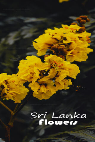 Golden Blooms of Sri Lanka 🌼✨