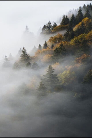 Foggy Forest