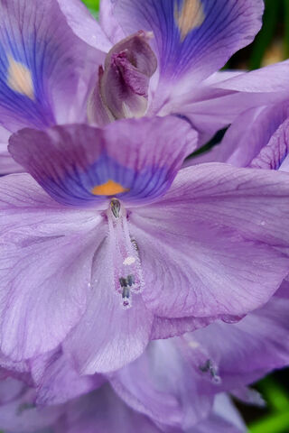 The Enchanting Beauty of Flor De Baronesa 🌸✨