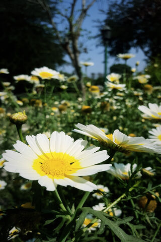 Daisy Delight: A Blooming Symphony 🌼✨