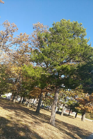 Fall Trees