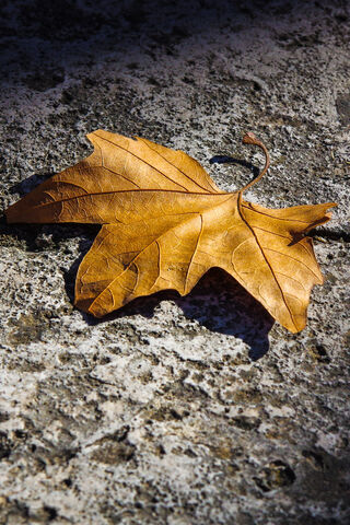 Autumn's Whisper: The Fallen Leaf 🍂