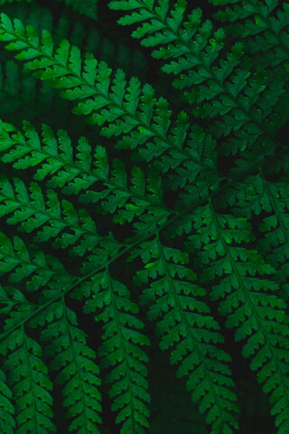Fern Fantasy: Nature's Green Wonder 🌿✨
