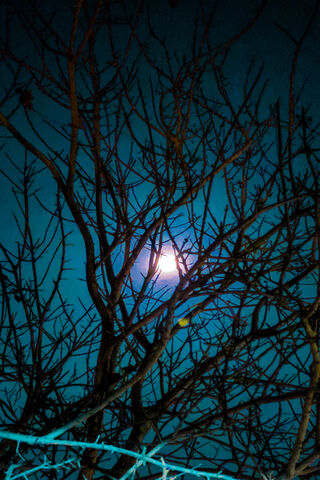 Moonlit Forest Whispers 🌙🌲