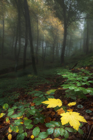 Whispers of the Enchanted Forest 🍂🌲