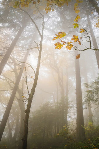 Enchanted Mist: A Forest Awakens 🌲✨