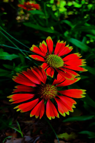 Fiery Blooms: Nature's Vibrant Palette 🌺🔥